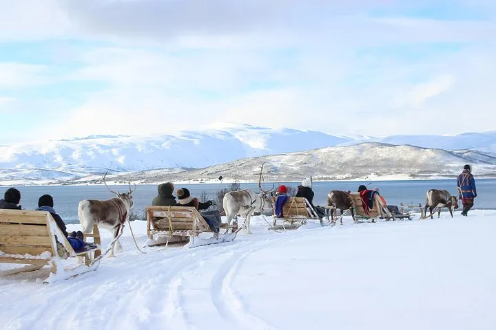 A reindeer pulling a sled across snow at a Sami camp on a long reindeer sledding tour from Tromsø