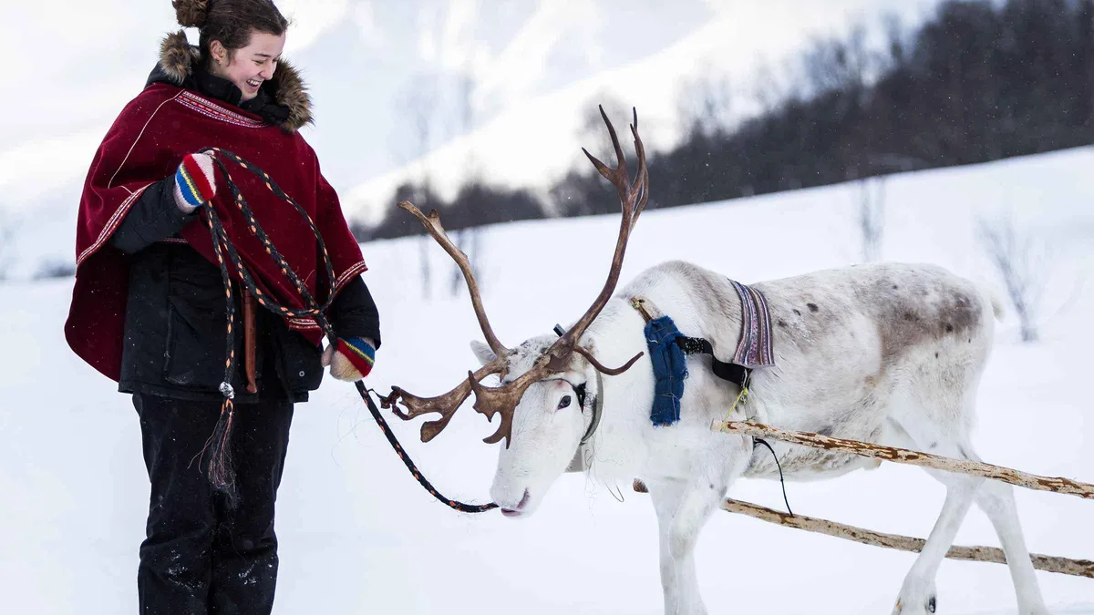 A reindeer and sled in the snowy Tamokdalen valley on a reindeer sledding day trip from Tromsø